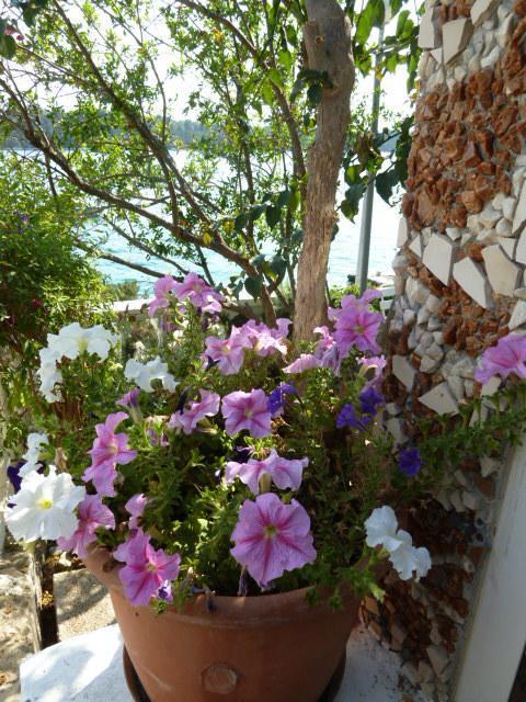 Ljilja * Blato (Korcula)